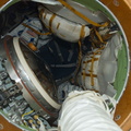 STS123-E-09115.jpg