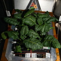 nasa2explore_50999322628_Amara_Mustard_plants_growing_on_the_space_station.jpg