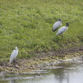 ksc-2016-0105-ph-cdc0001-0013_24558375742_o.jpg