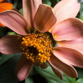 zinnias_24543361462_o.jpg